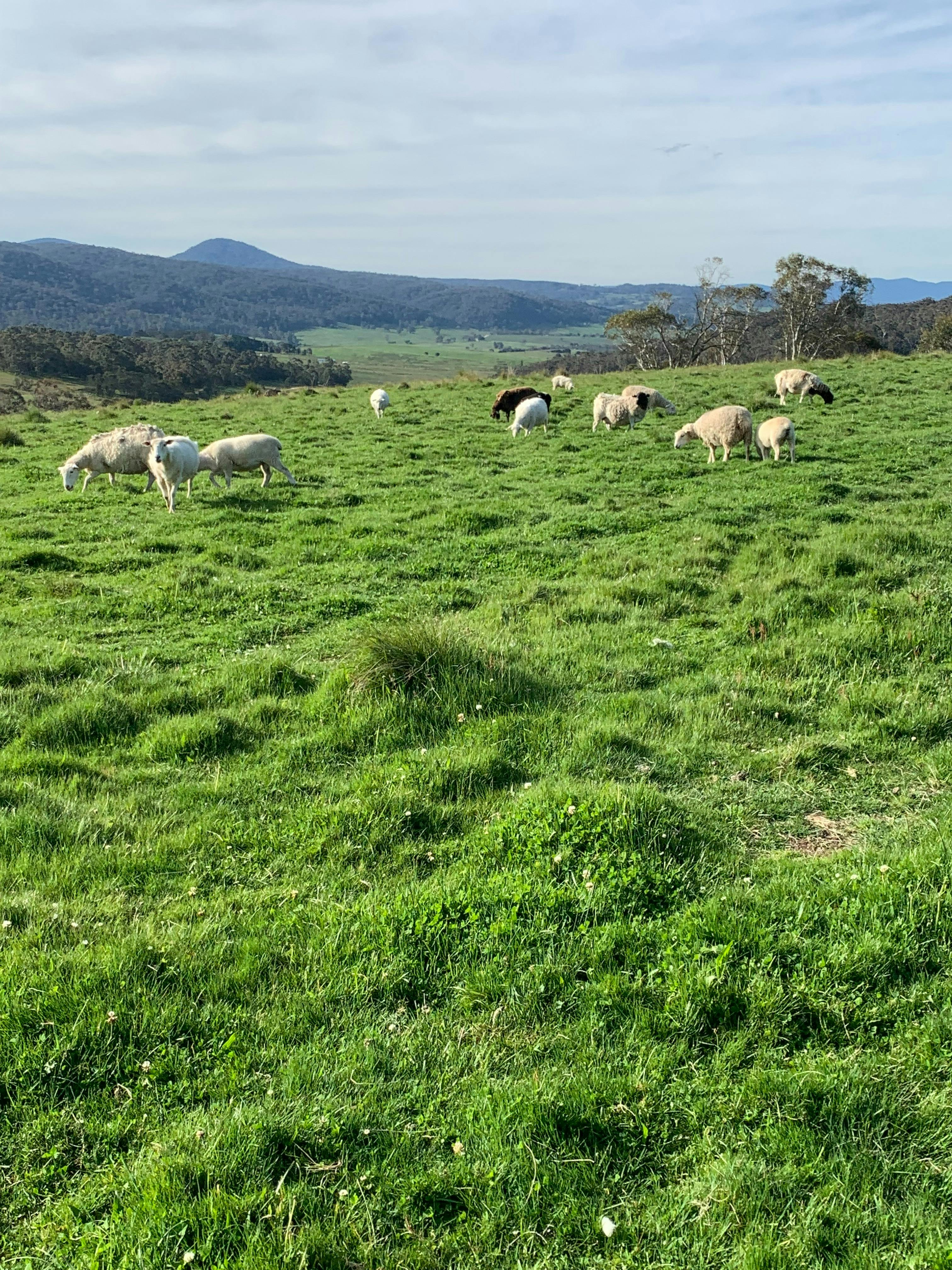 sheep and lambs in view of both cabins