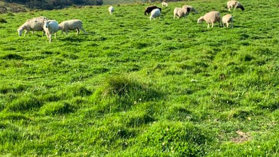 sheep and lambs in view of both cabins