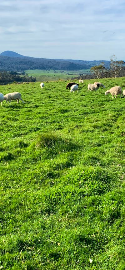 sheep and lambs in view of both cabins