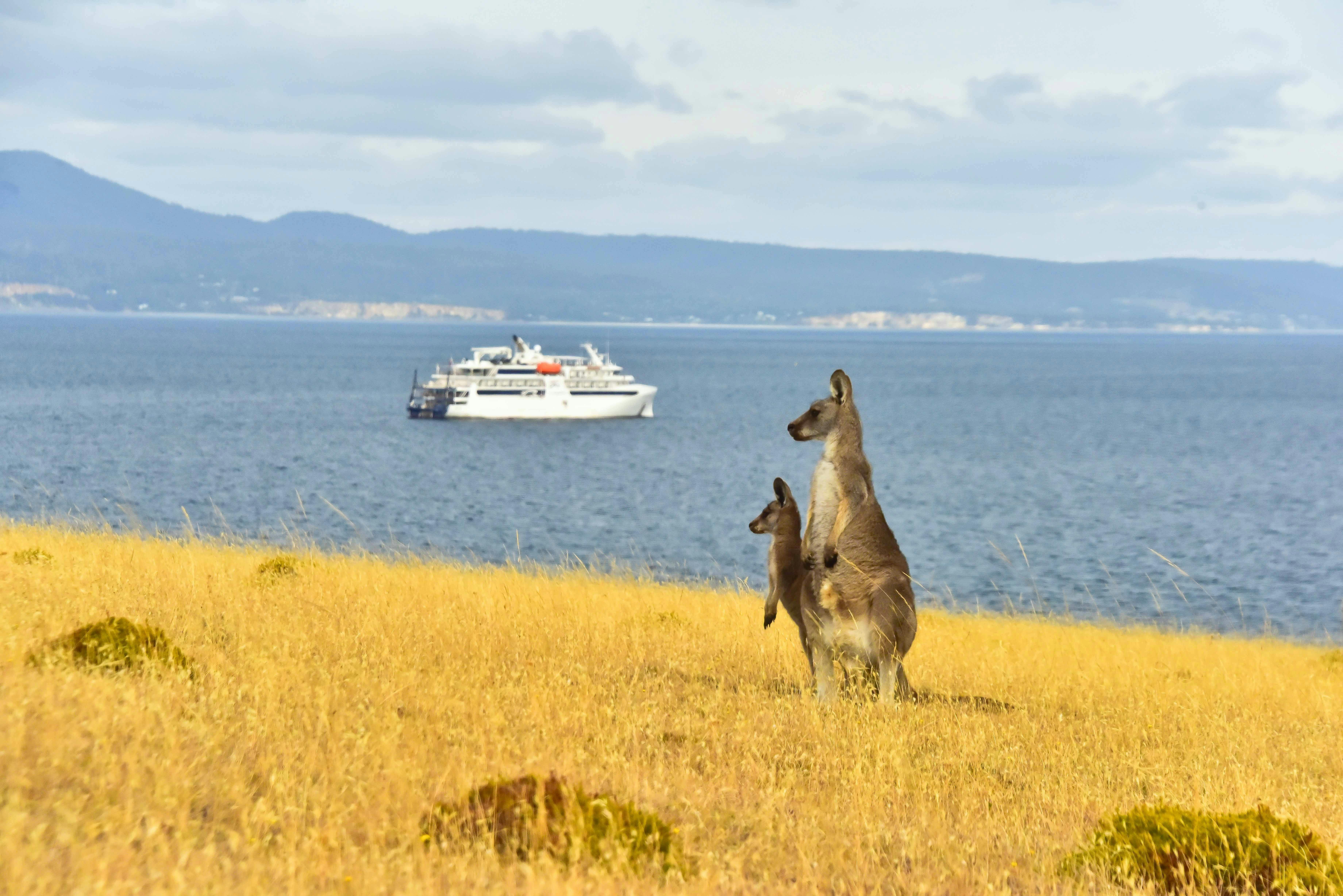 Coral Discoverer at Maria Island