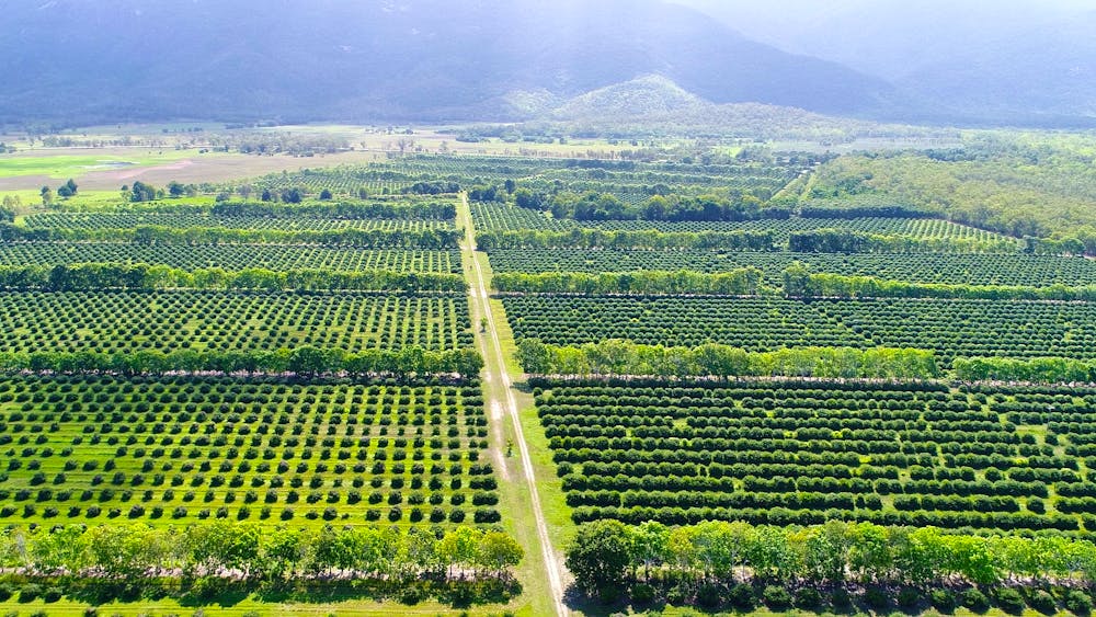 Achacha Fruit Plantation