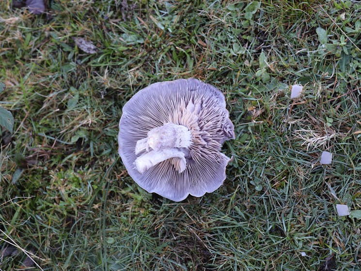 Lilac mushroom upside down on the grass