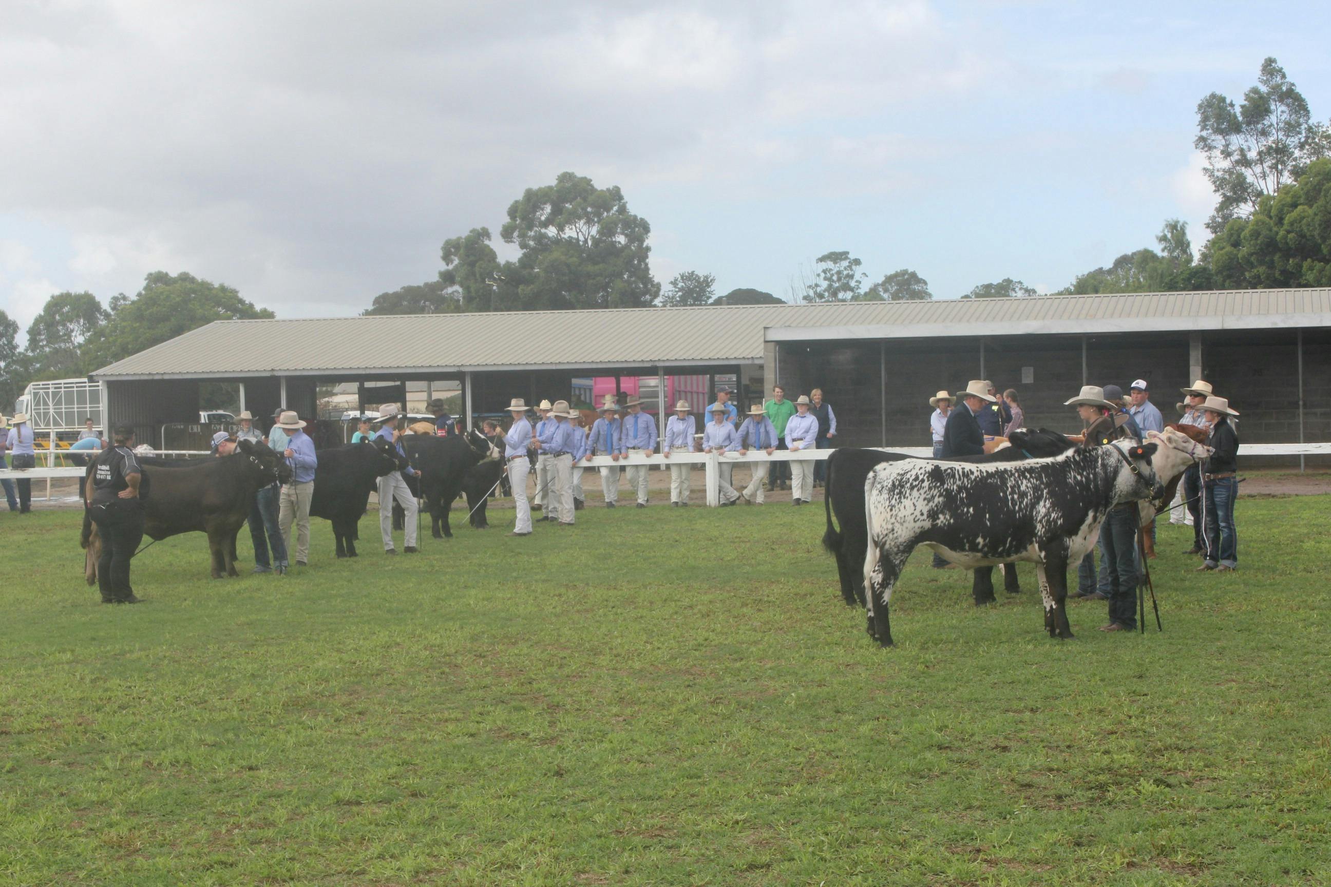Regional Australia Bank Maitland Show