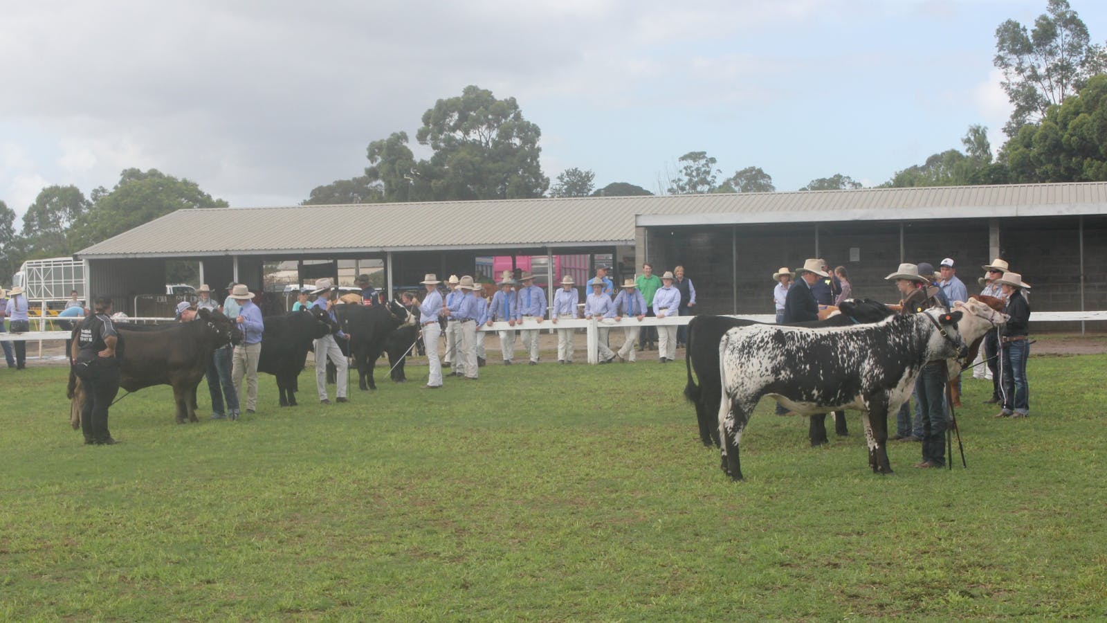 Regional Australia Bank Maitland Show