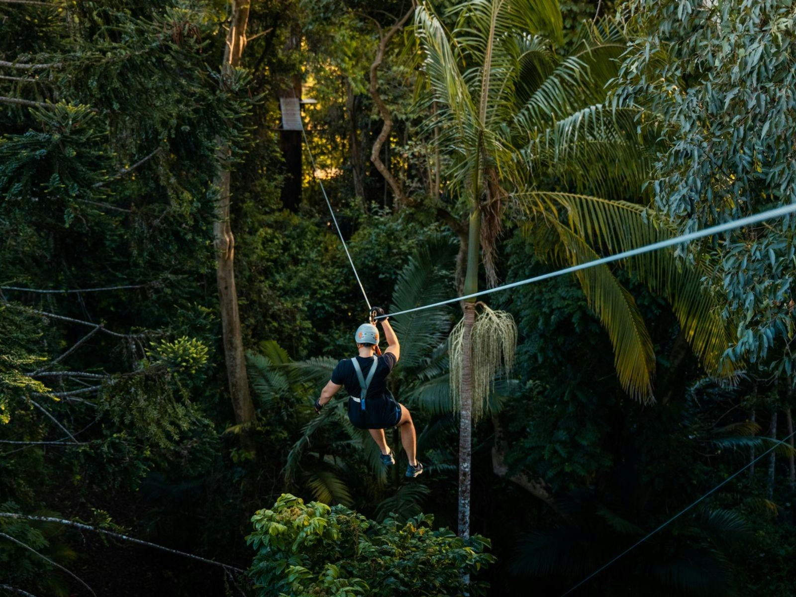 Treetop Challenge Sunshine Coast Attractions Queensland