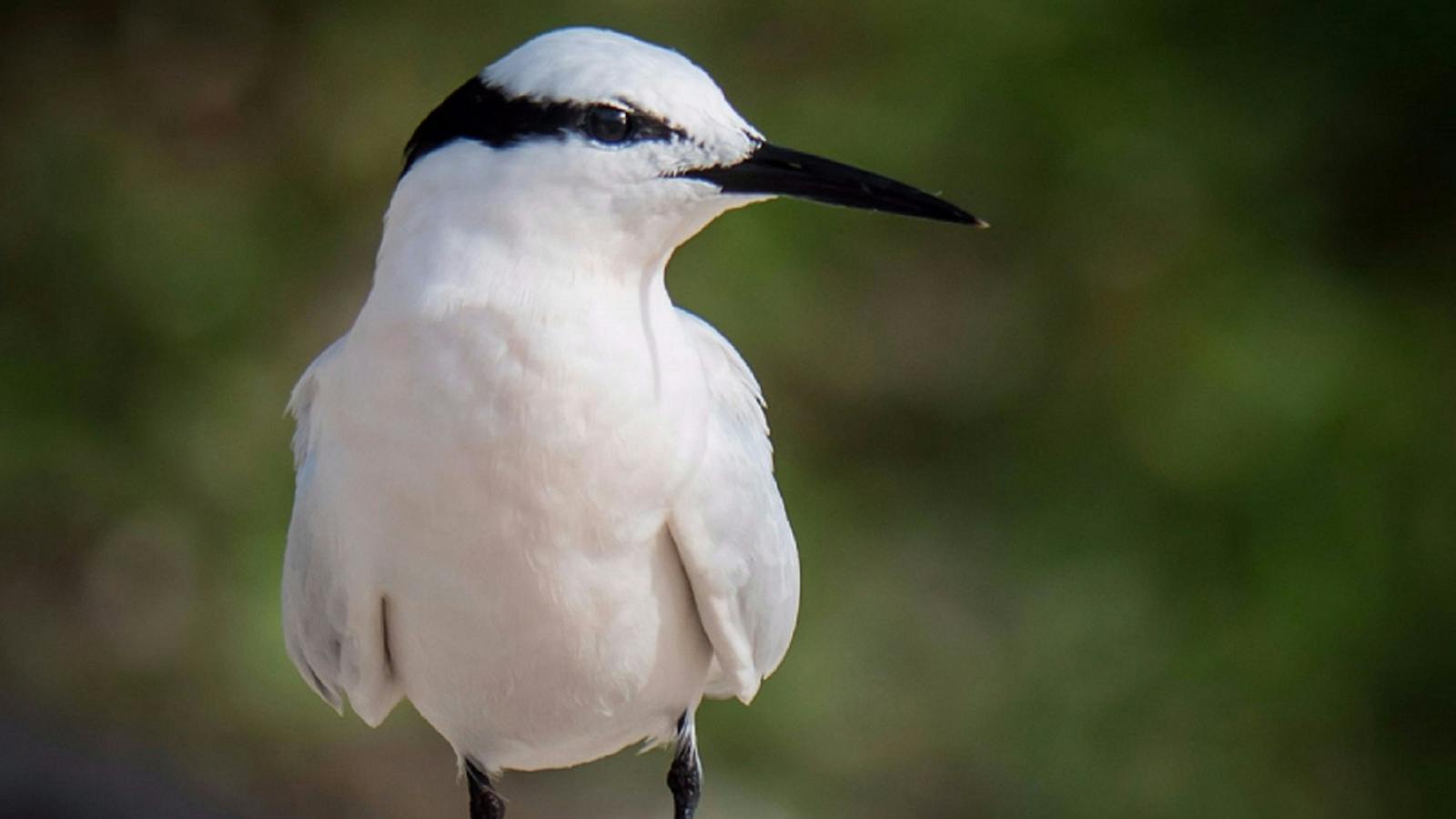 Bird Life on Lady Musgrave Island