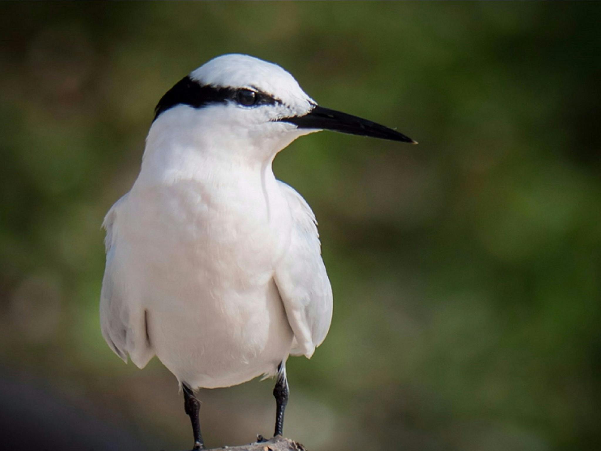 Bird Life on Lady Musgrave Island