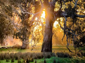 Walk through majestic red gum country on Taste of the Aussie Camino