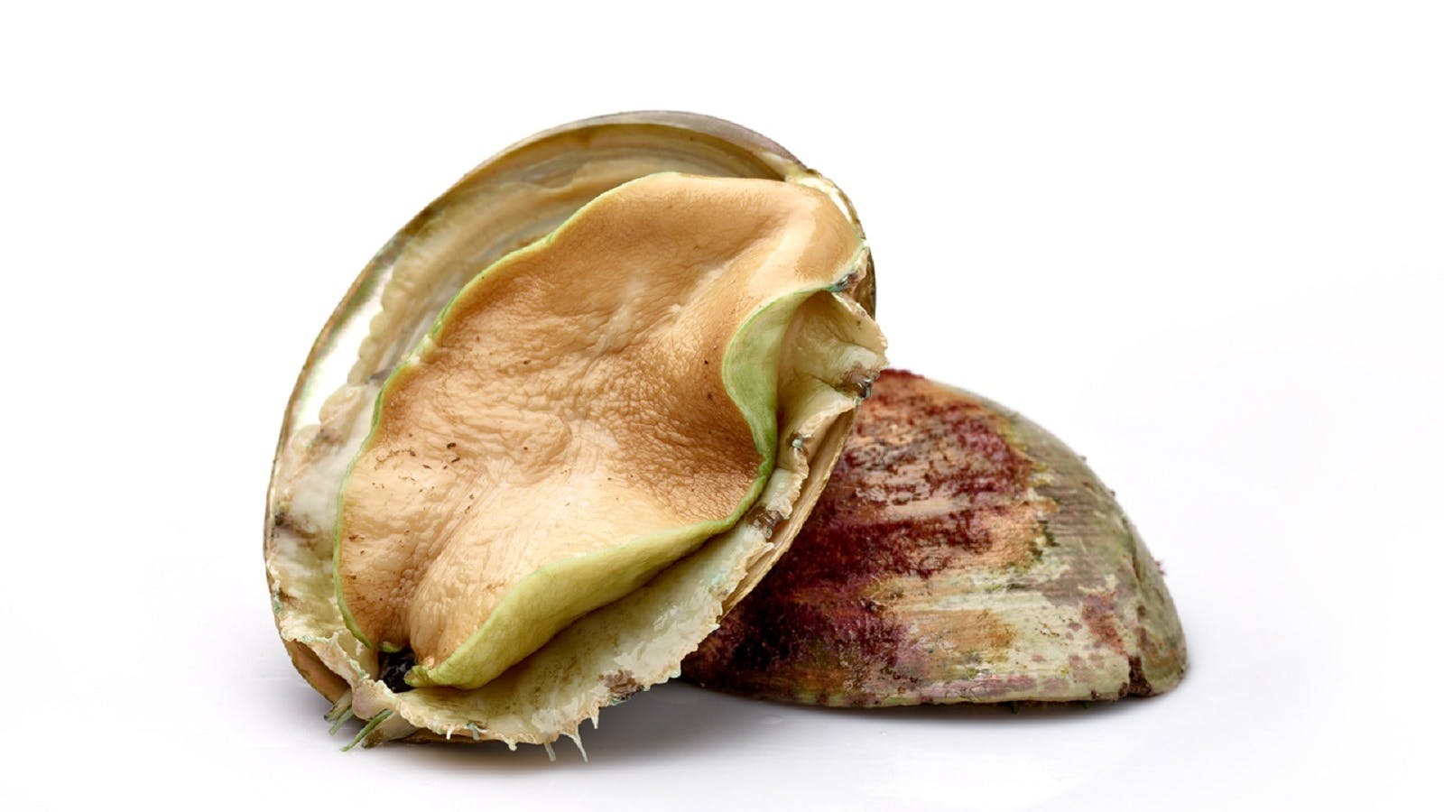 Live Wild Caught Greenlip Abalone