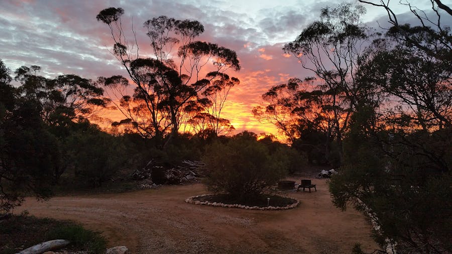 2 Day 1 Night Wombat Tracking Tour