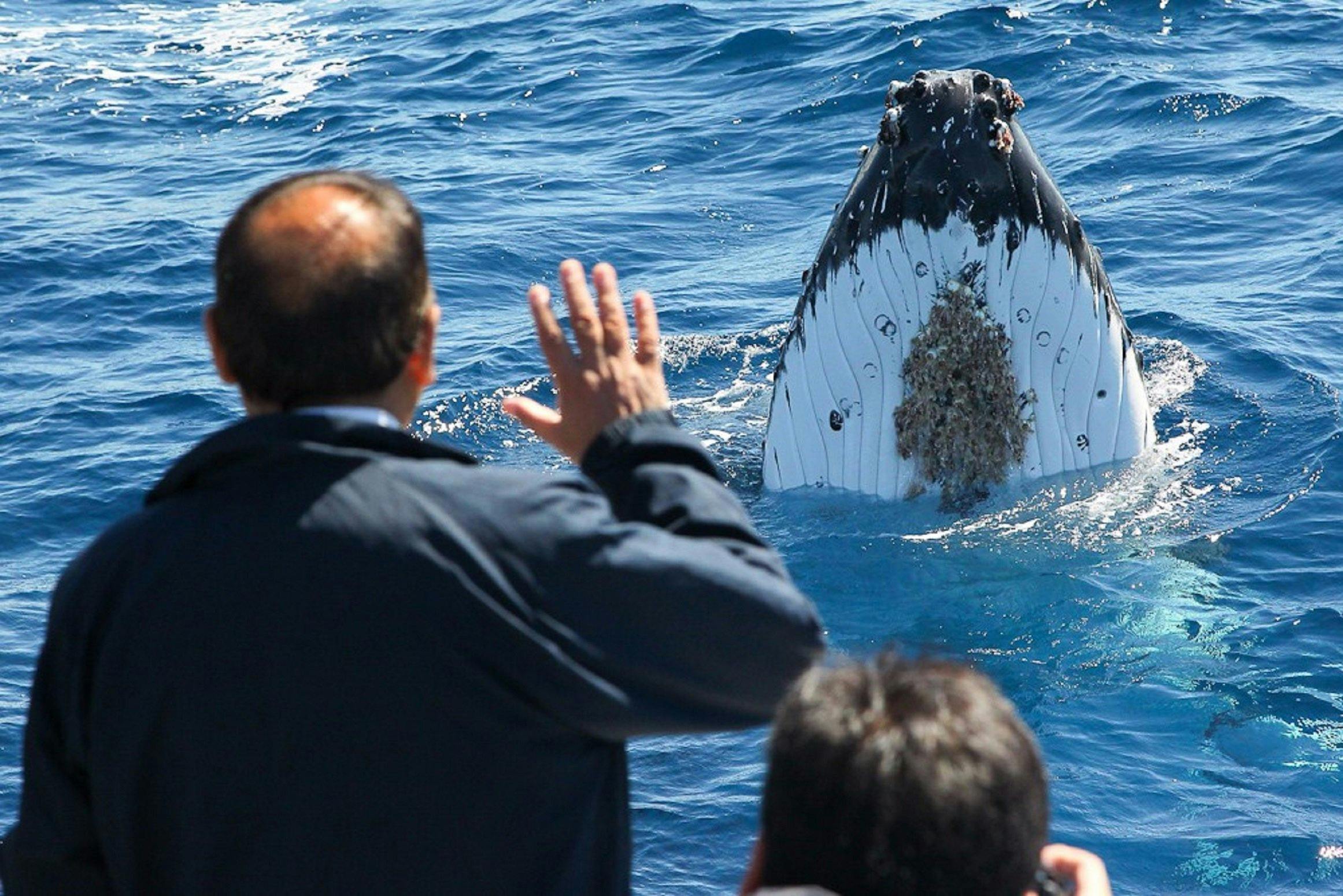 バス＆フリンダースクルーズ