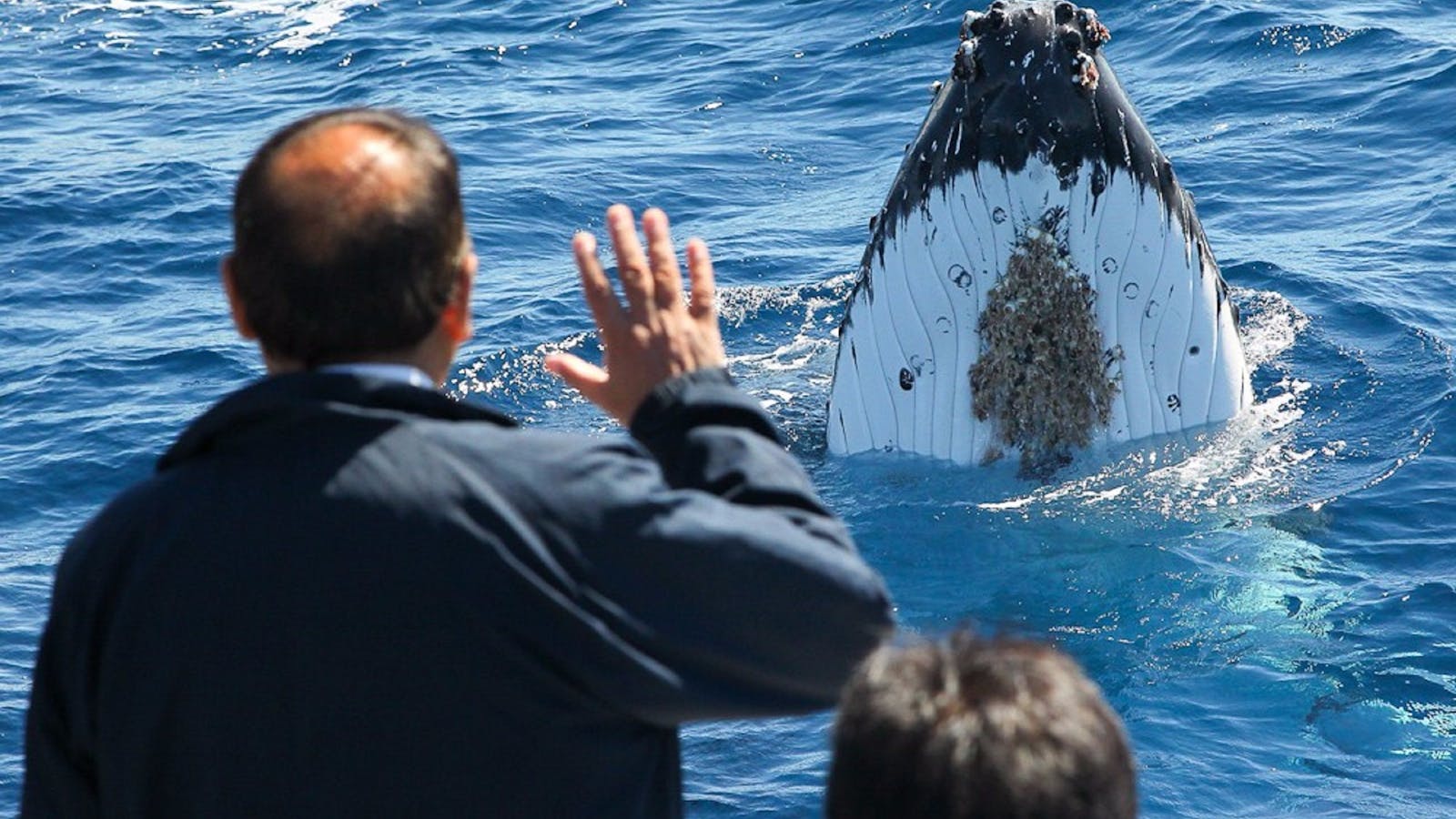 Whale Watching Sydney