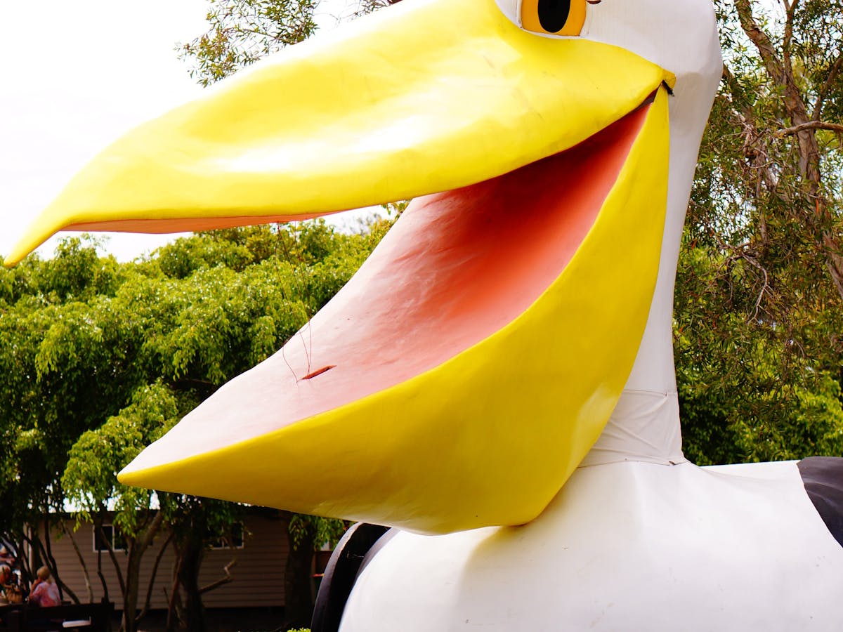 Big Pelican