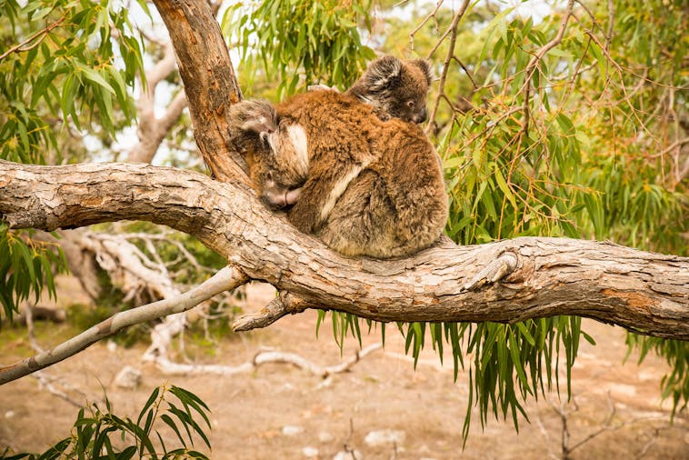 6-Day Eyre Peninsula & Flinders Ranges Adventure Tour