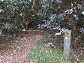 Big Scrub Loop Walking Track