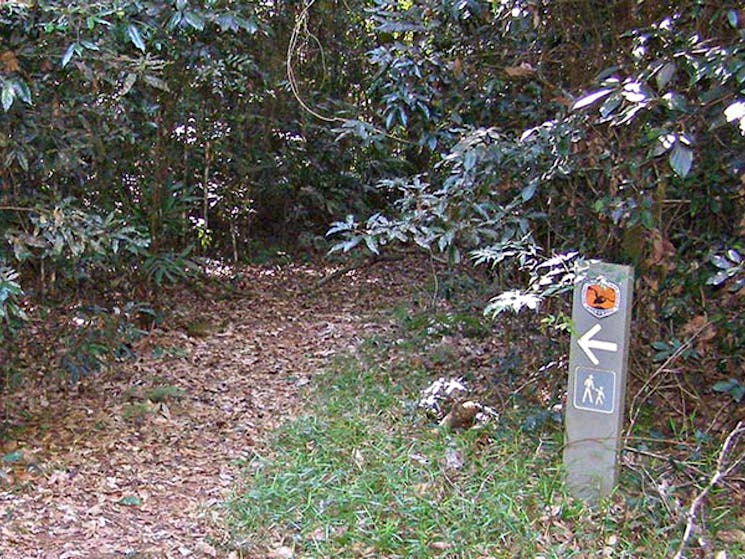 Big Scrub loop walking track, Nightcap National Park. Photo: B McLachlan