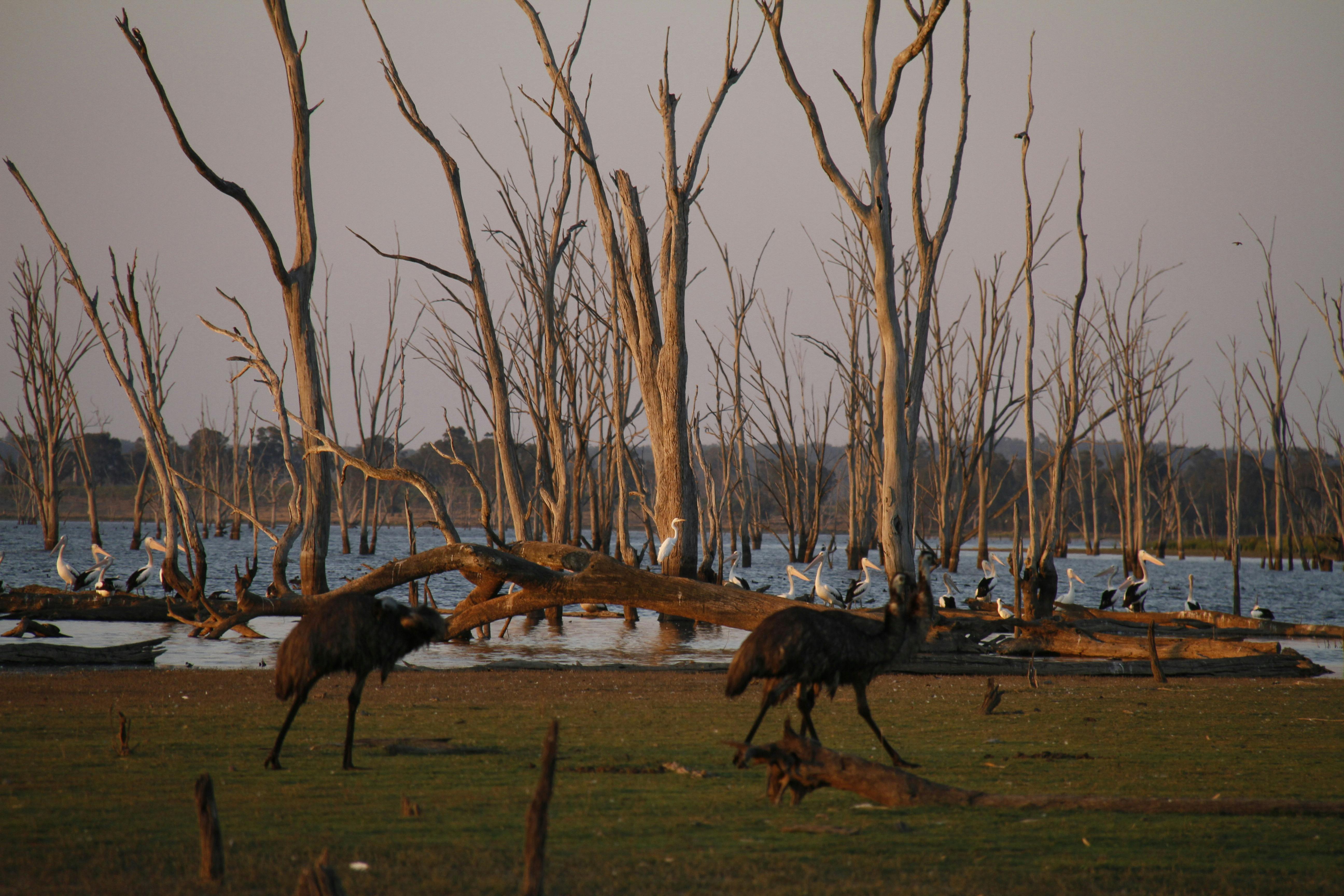 Scenic birds