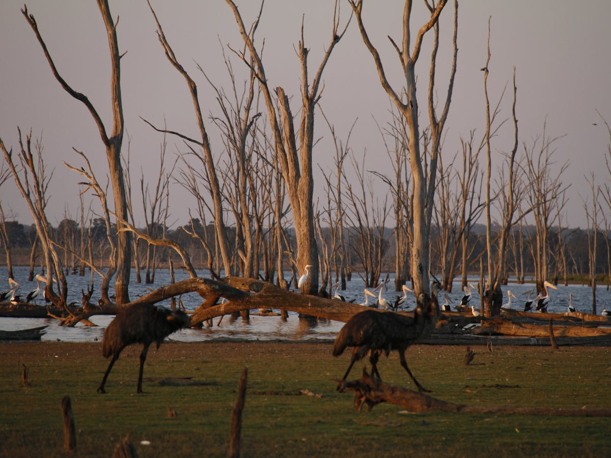 Scenic birds