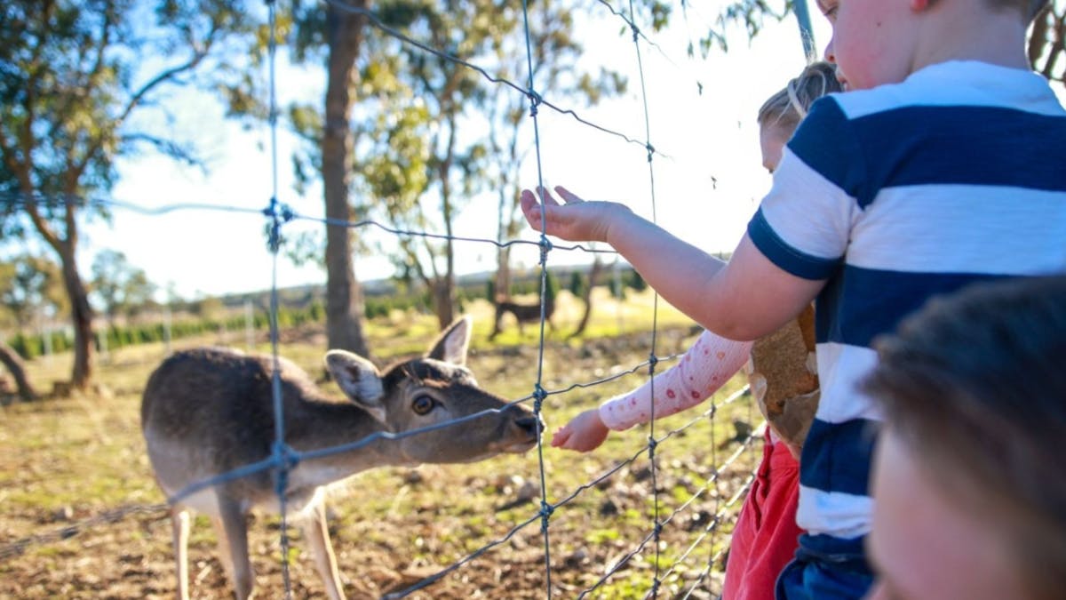 Feed our friendly Christmas Farm animals