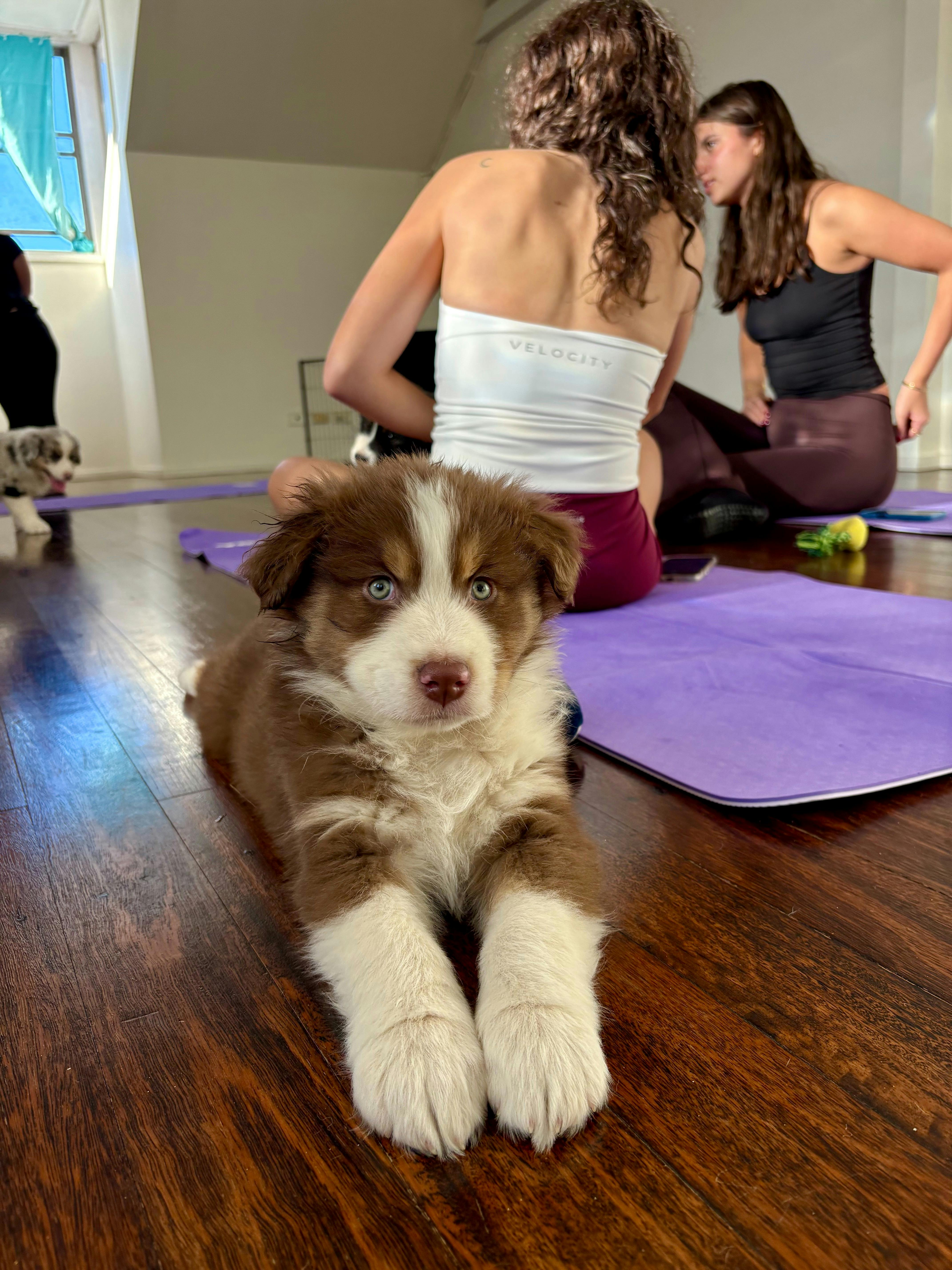 Puppy at a puppy yoga session in Sydney