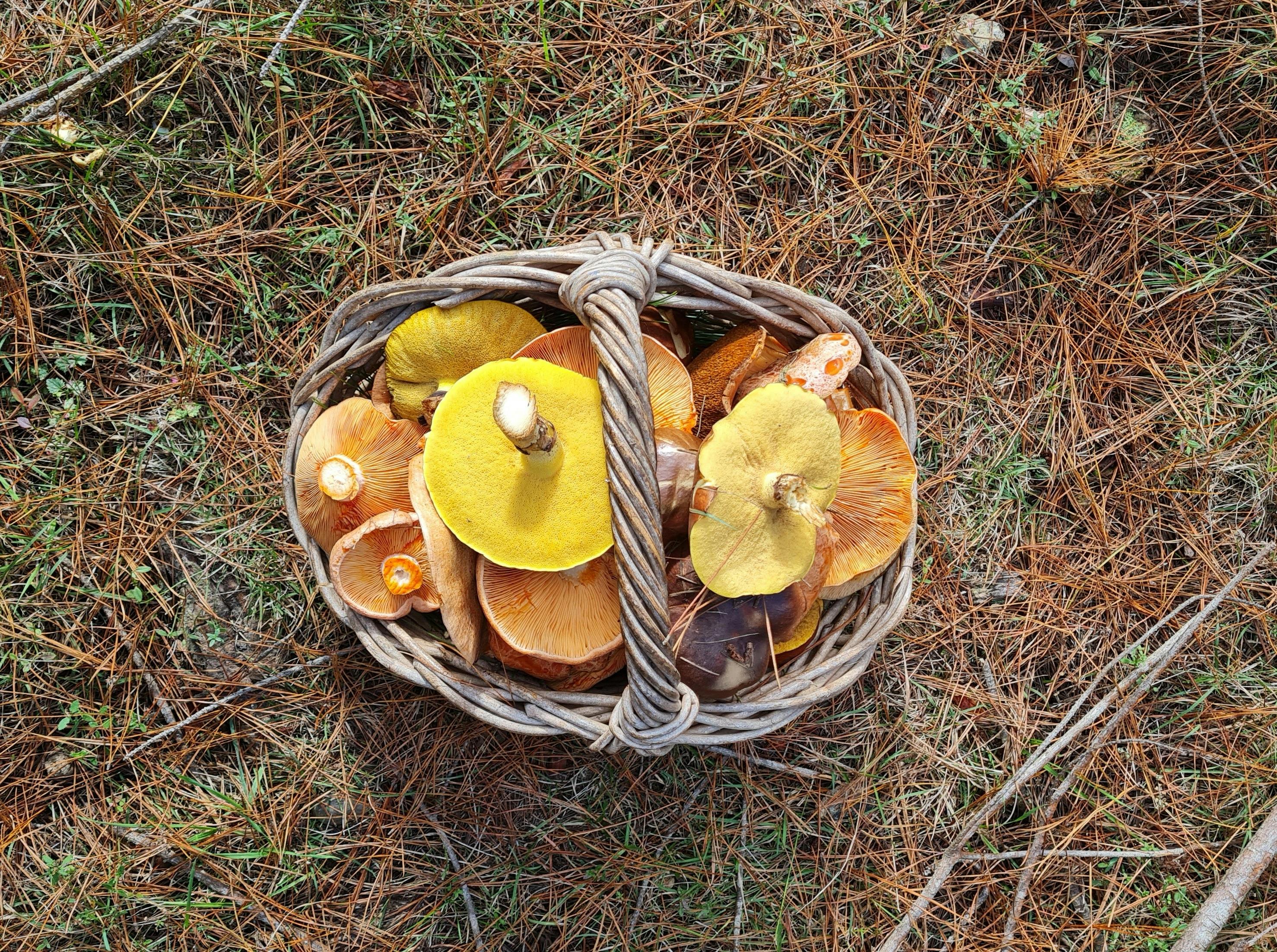 Basket of wild mushrooms
