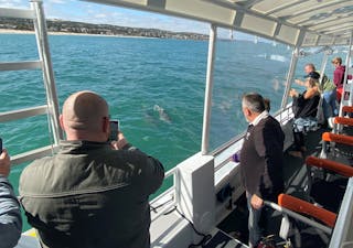 Adelaide Ocean Safari