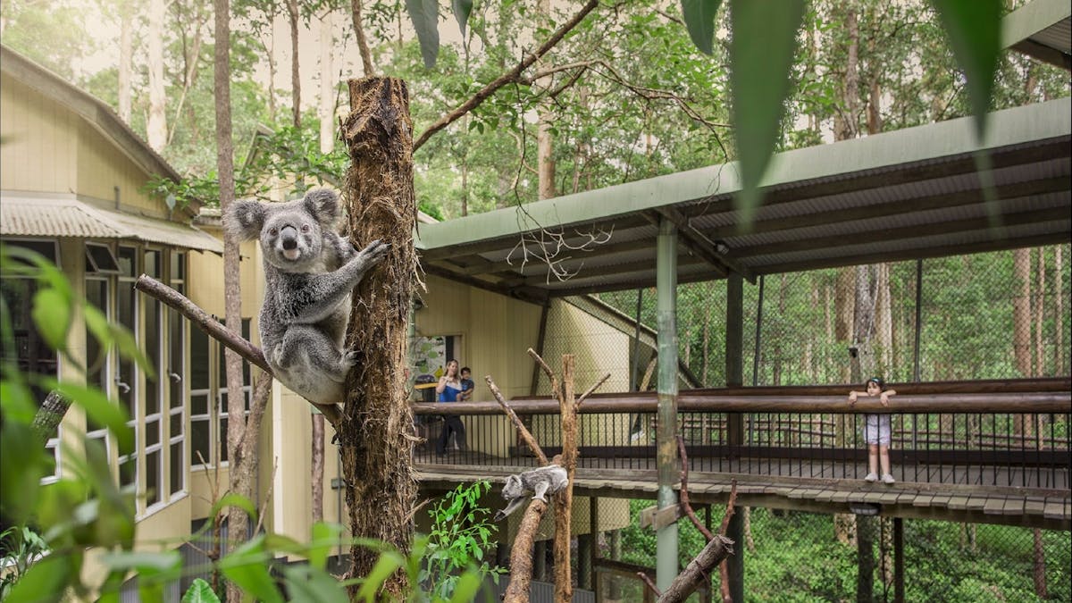 Daisy Hill Koala Centre