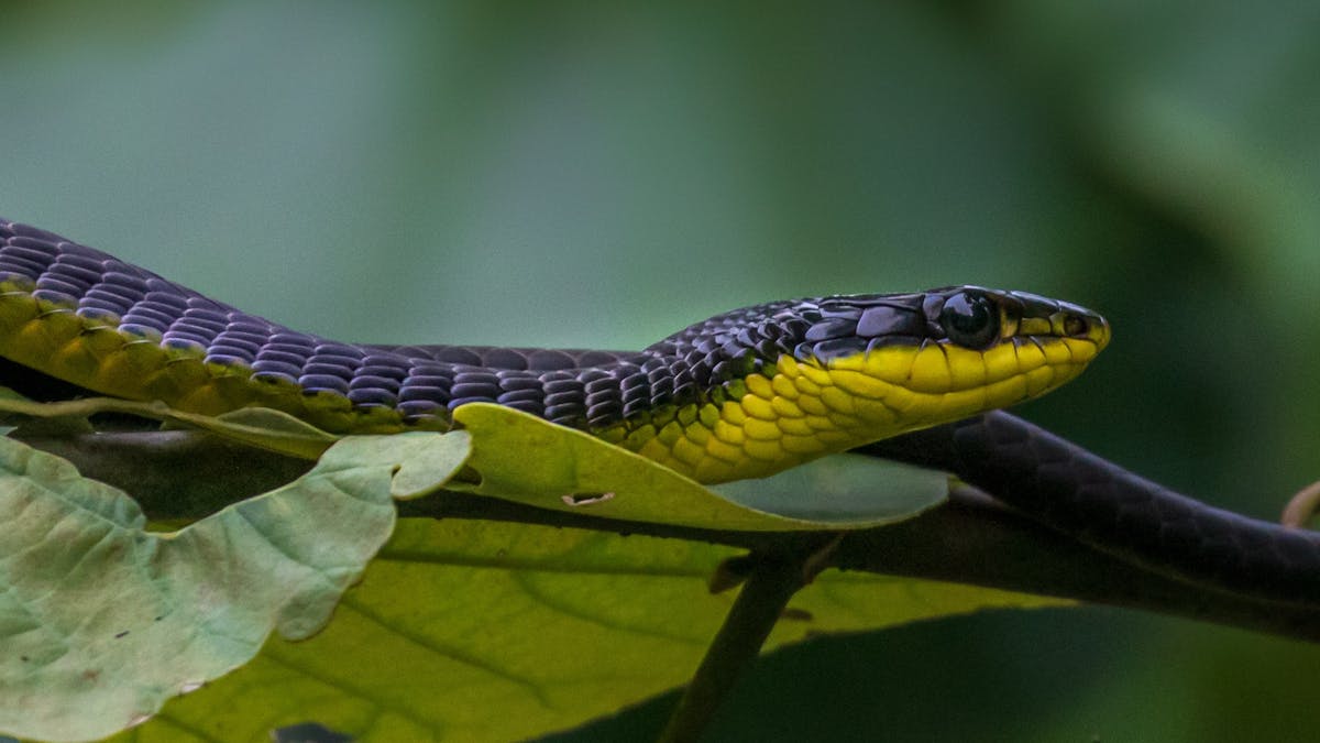 Tree snake