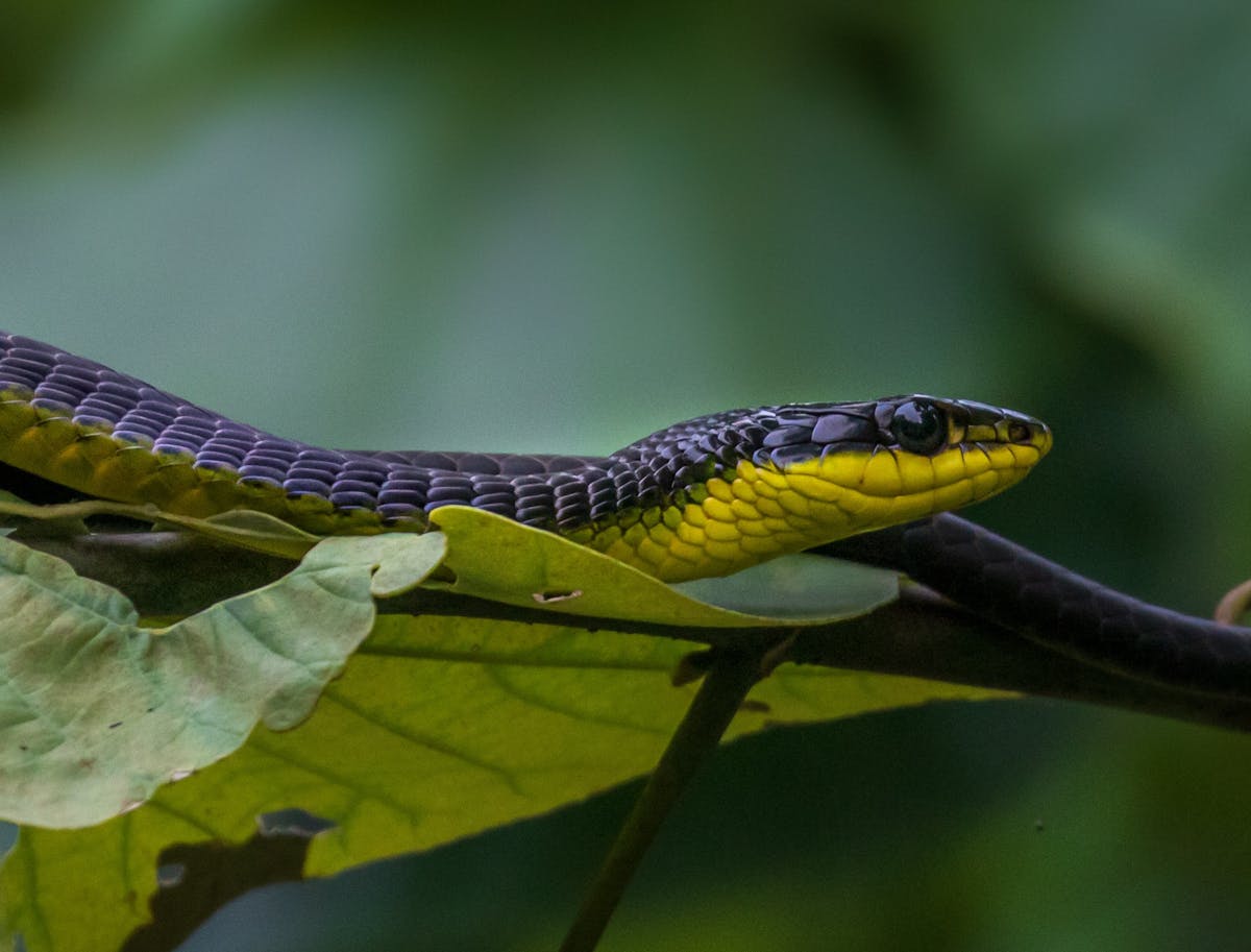 Tree snake