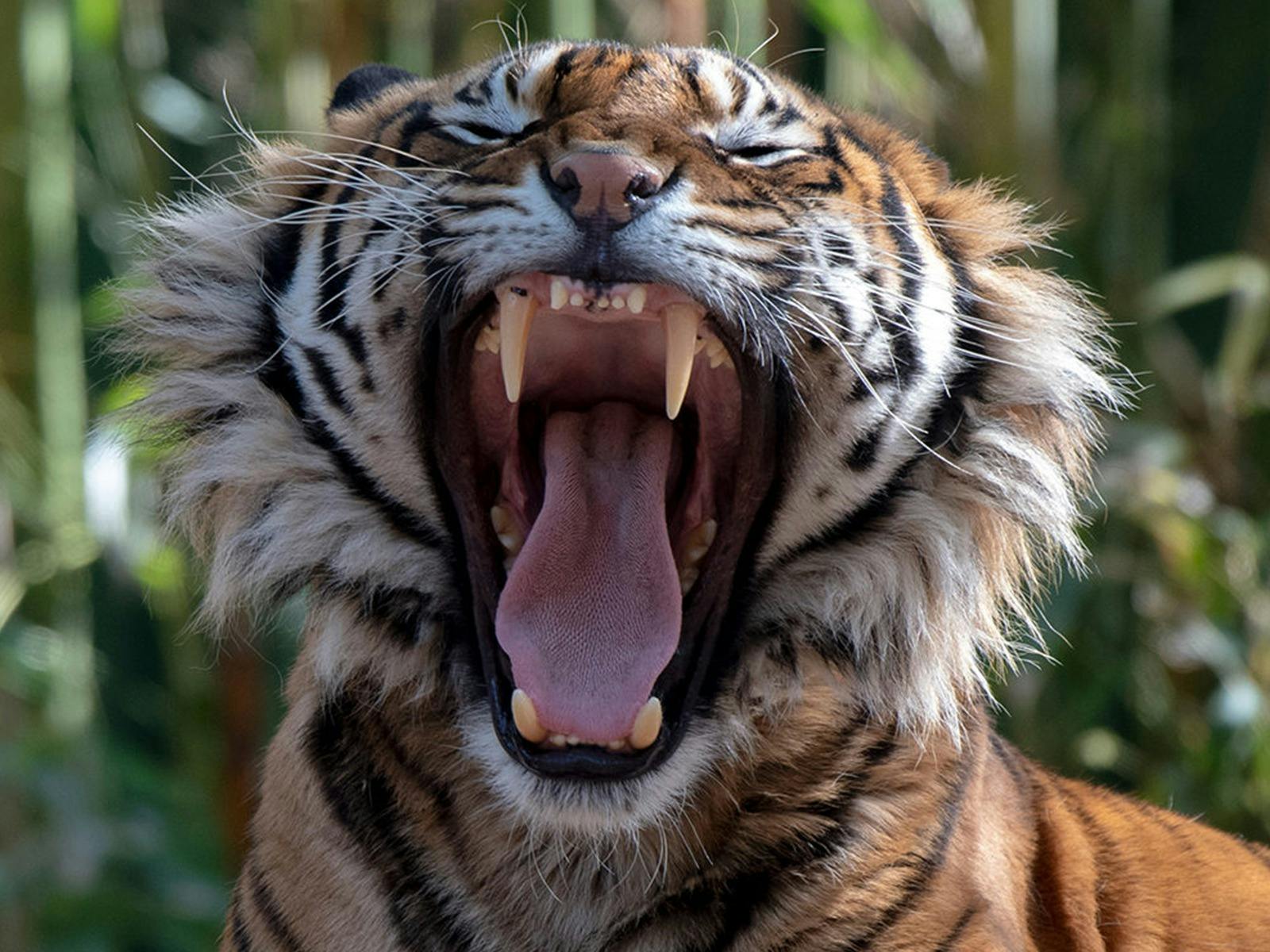 Tiger Encounter