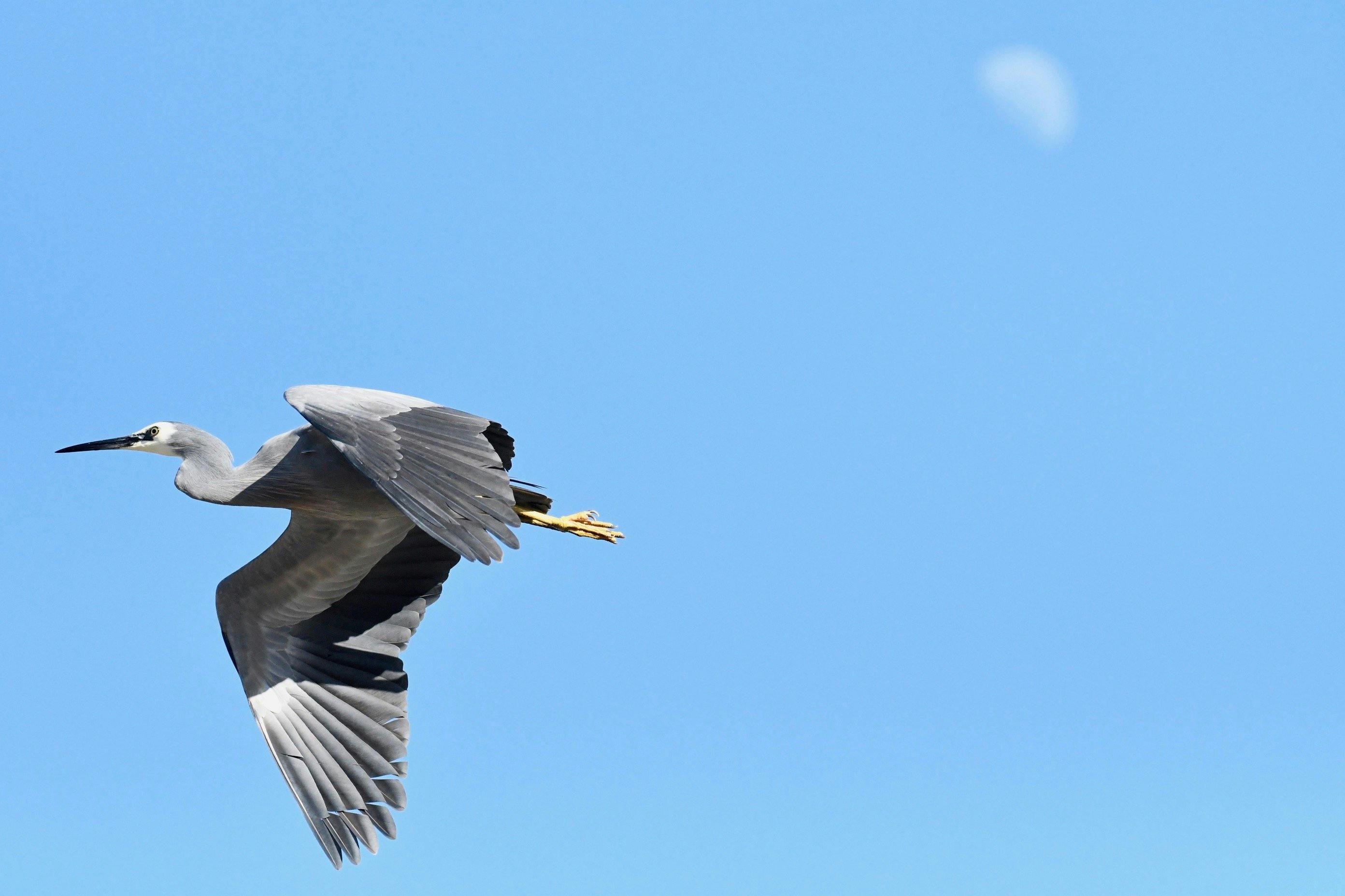 Distinctive heron, grey plumage and white face. Found mostly around lagoon and water edges