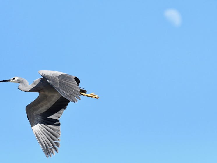 Distinctive heron, grey plumage and white face. Found mostly around lagoon and water edges