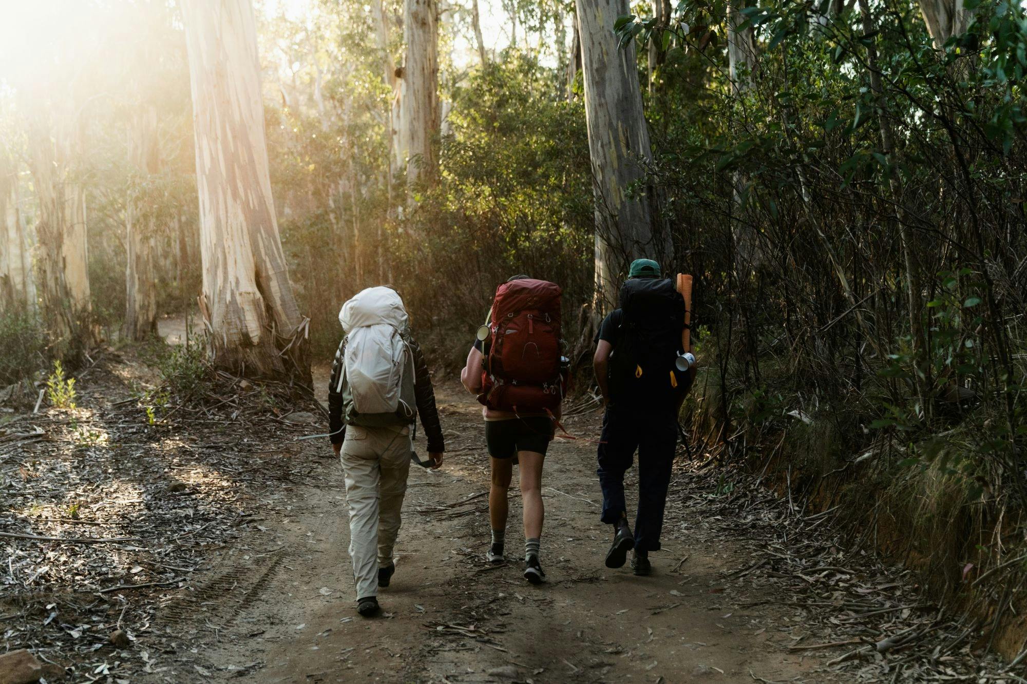 Sunlight filtering through gum trees, three hikers with hiking backpacks walking on a bush track.