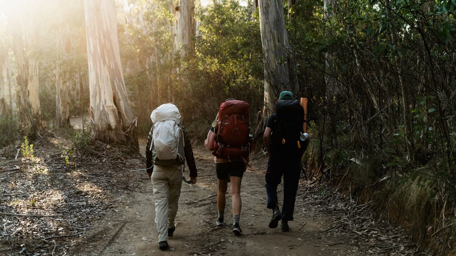 Sunlight filtering through gum trees, three hikers with hiking backpacks walking on a bush track.