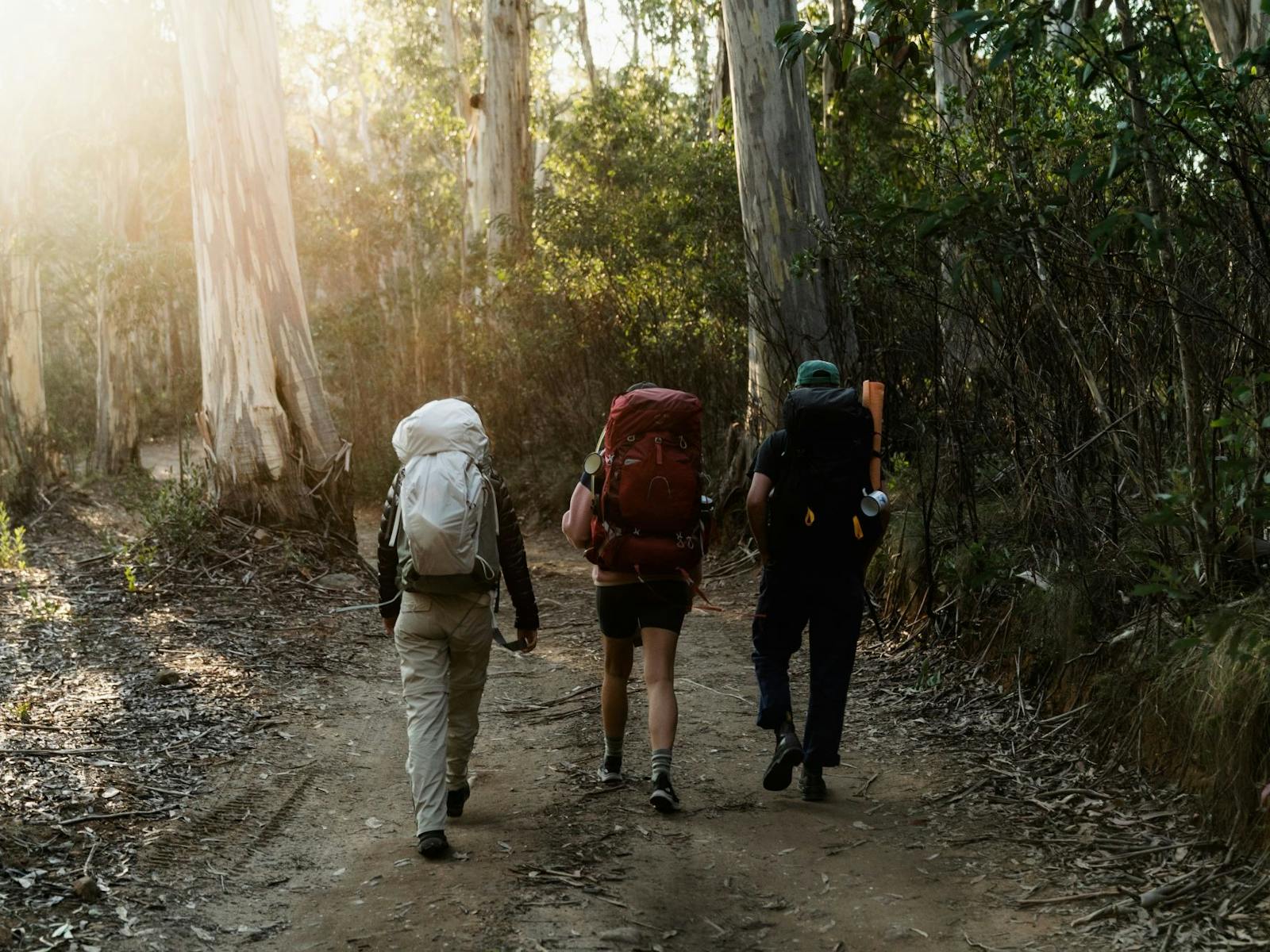 Sunlight filtering through gum trees, three hikers with hiking backpacks walking on a bush track.