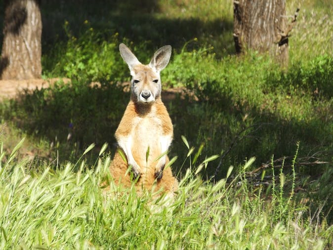 2 Day Tour Arkaroola IkaraFlinders Ranges National Park and Chambers Gorge