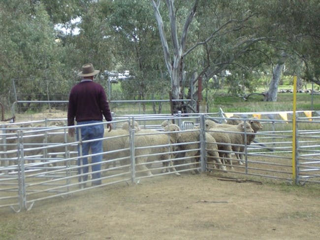 Henty Agricultural Show