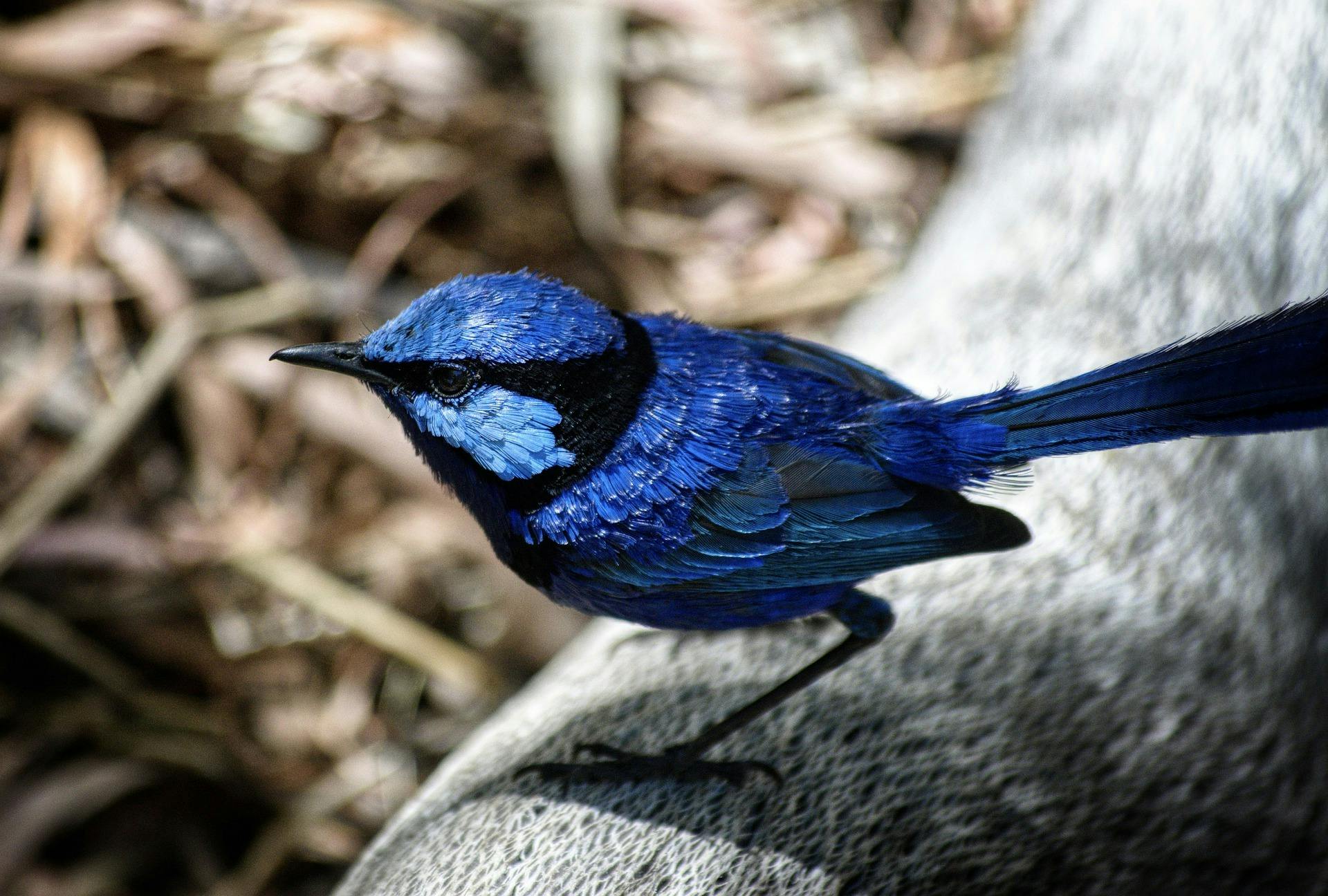 Blue Wren Pemberton