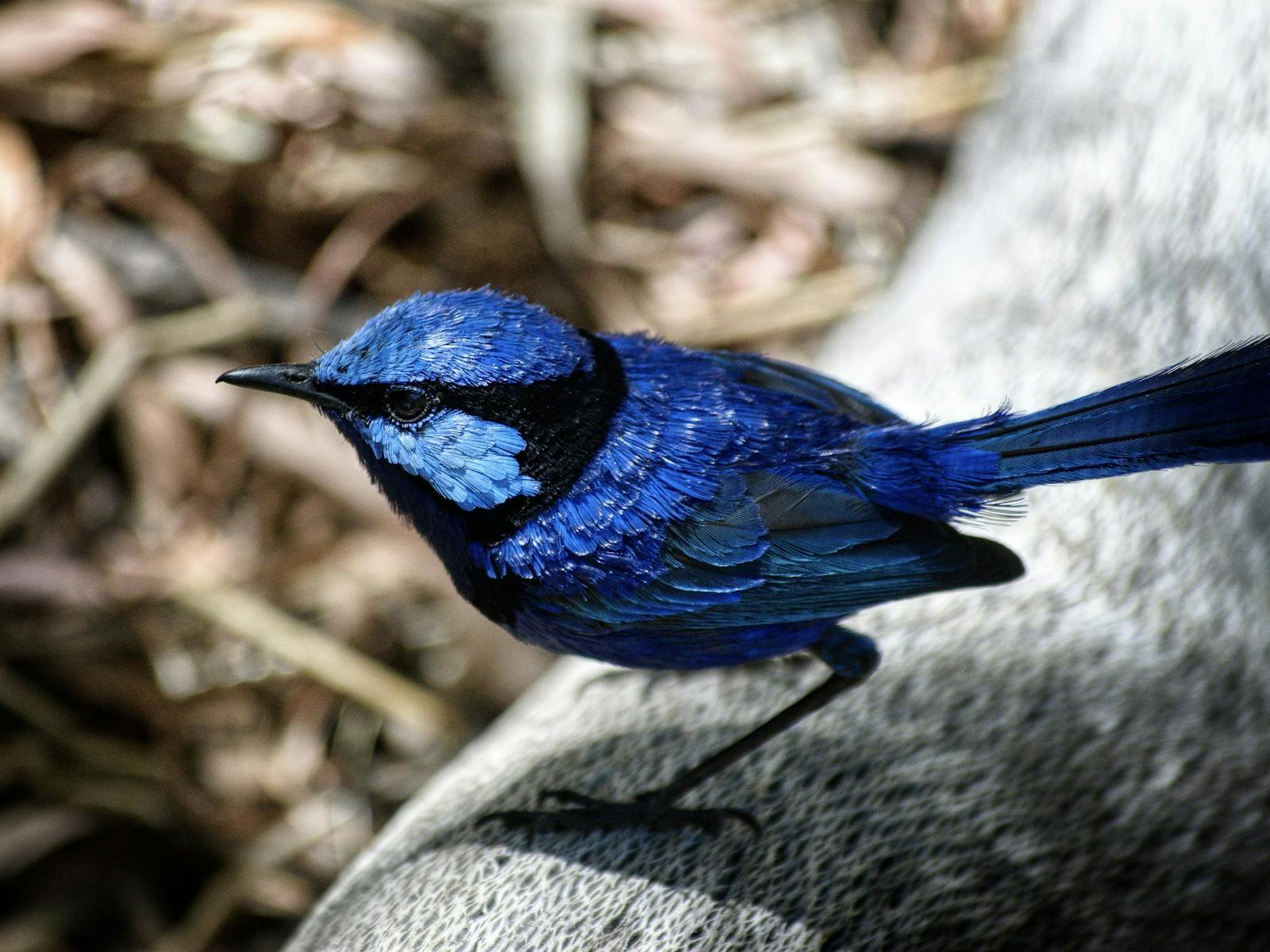 Blue Wren Pemberton