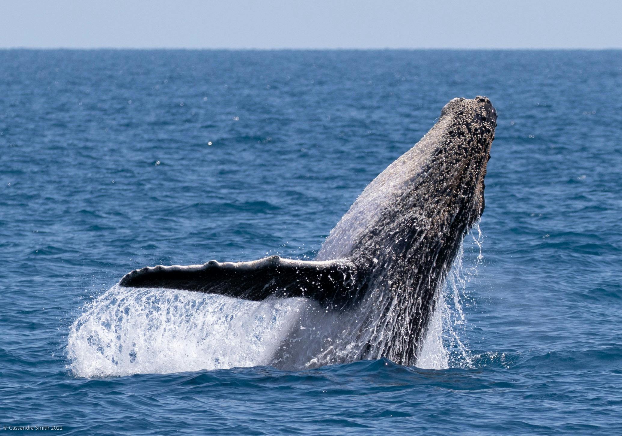 Whale season is a magical time for hervey Bay as the whales bring their  calves into  nurture them