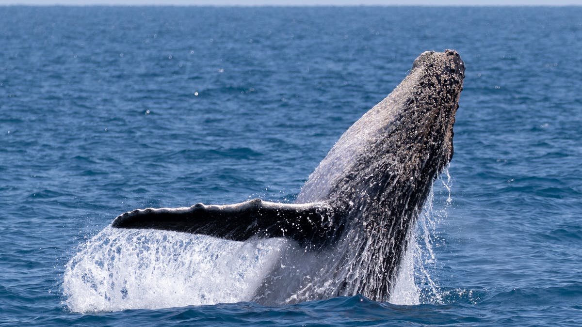 Whale season is a magical time for hervey Bay as the whales bring their  calves into  nurture them