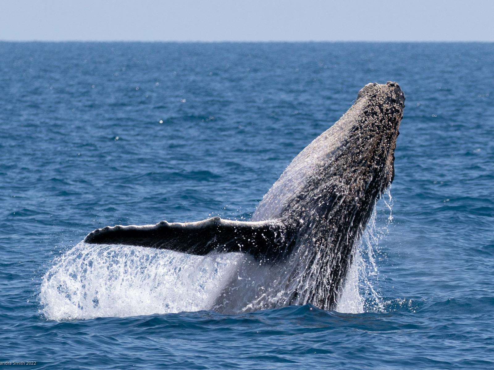Whale season is a magical time for hervey Bay as the whales bring their calves into nurture them