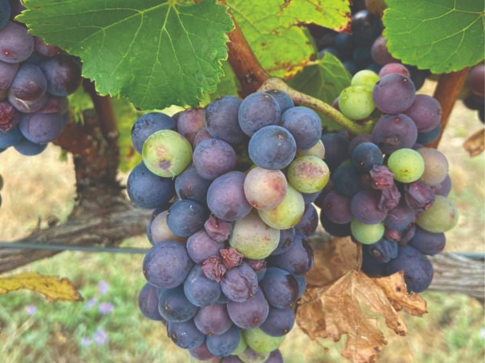 Grapes on vine