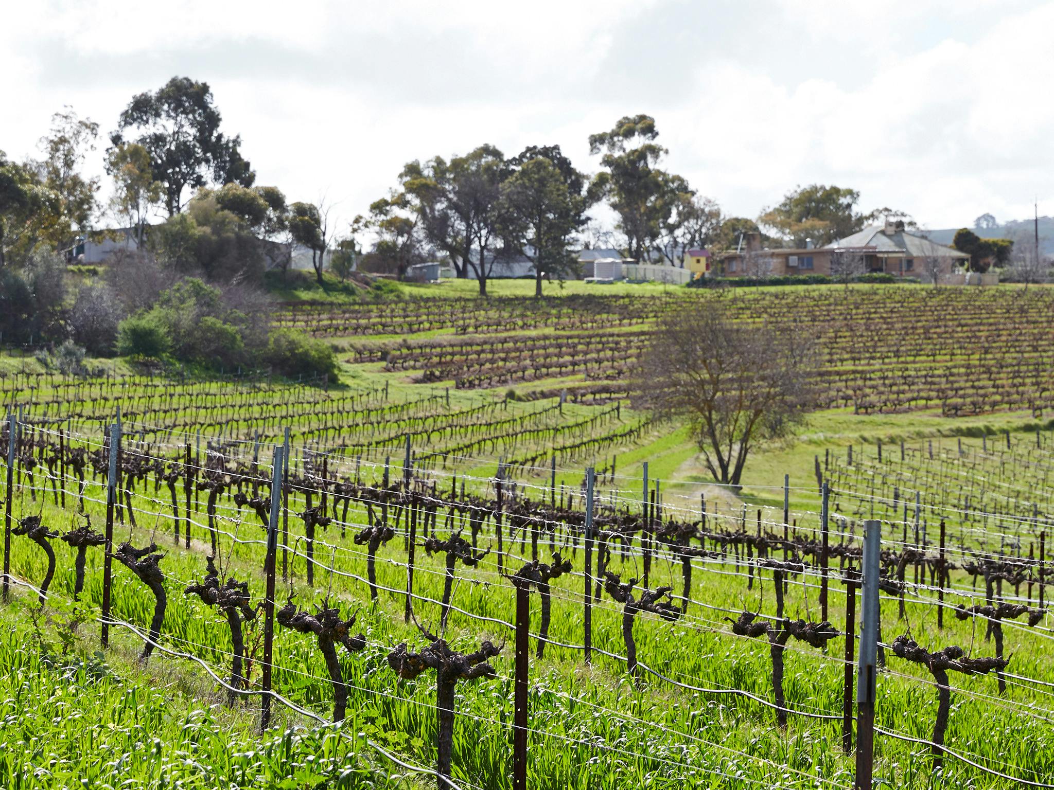 Vineyards of riesling vines
