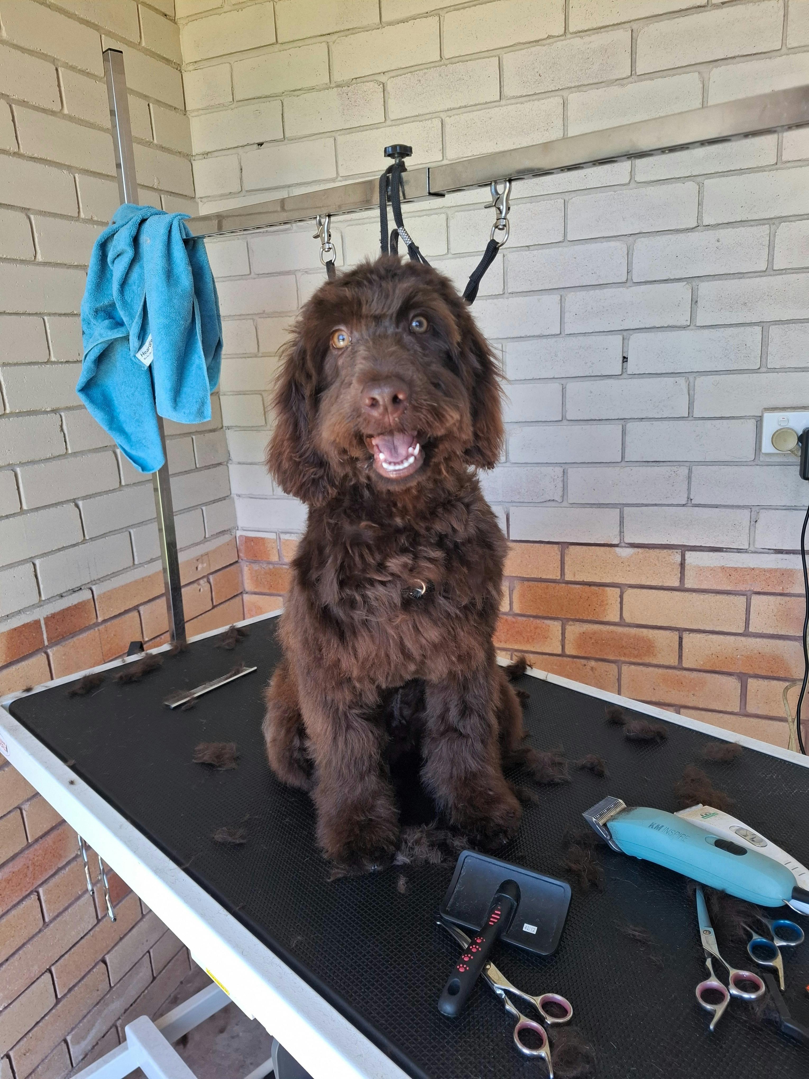 Top Coats Dog Grooming