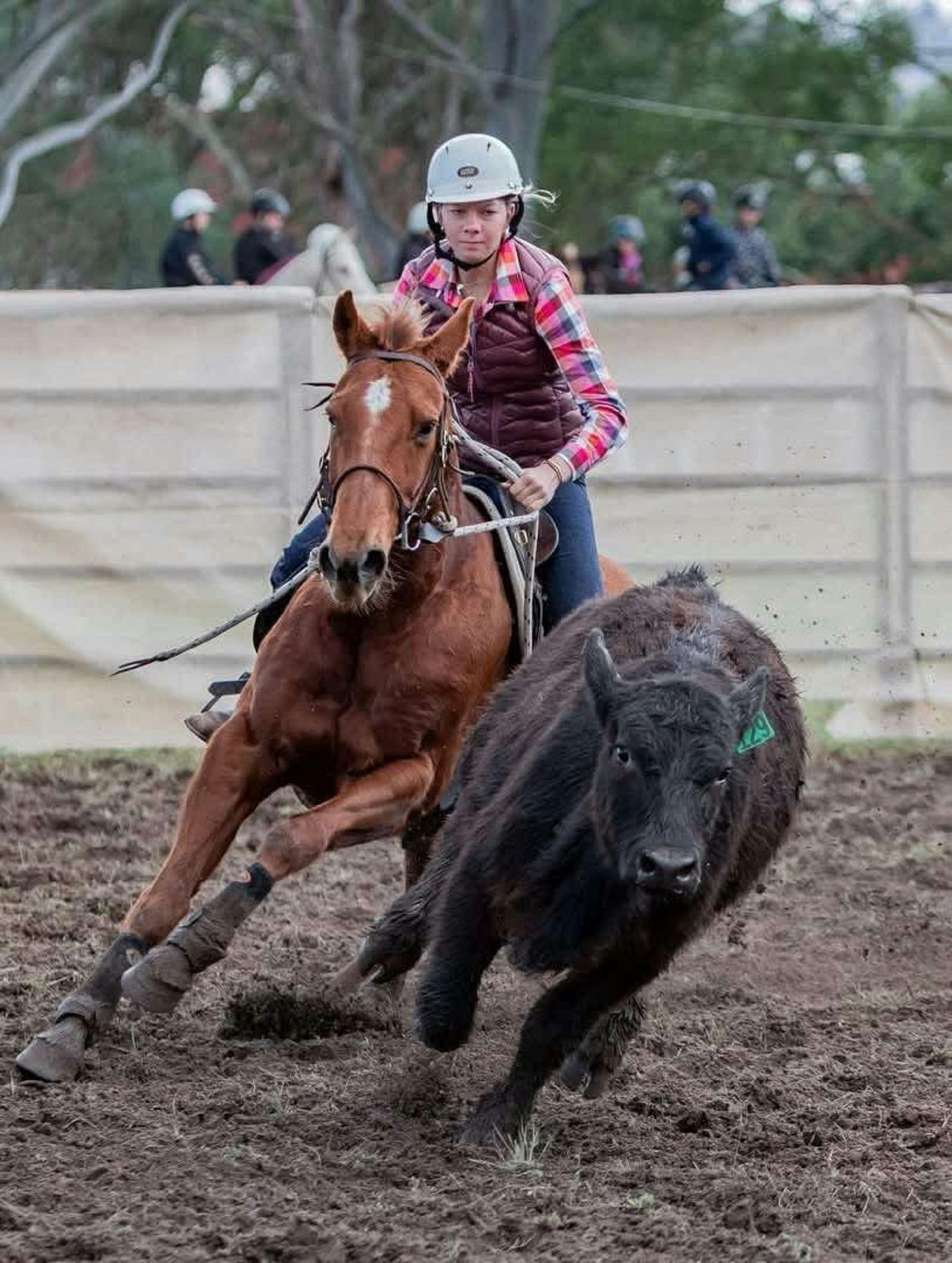 Annual Pony Club Camp