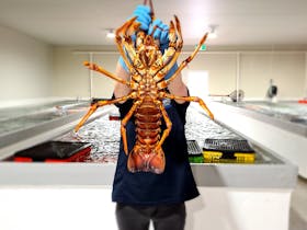 large live southern Rock Lobster