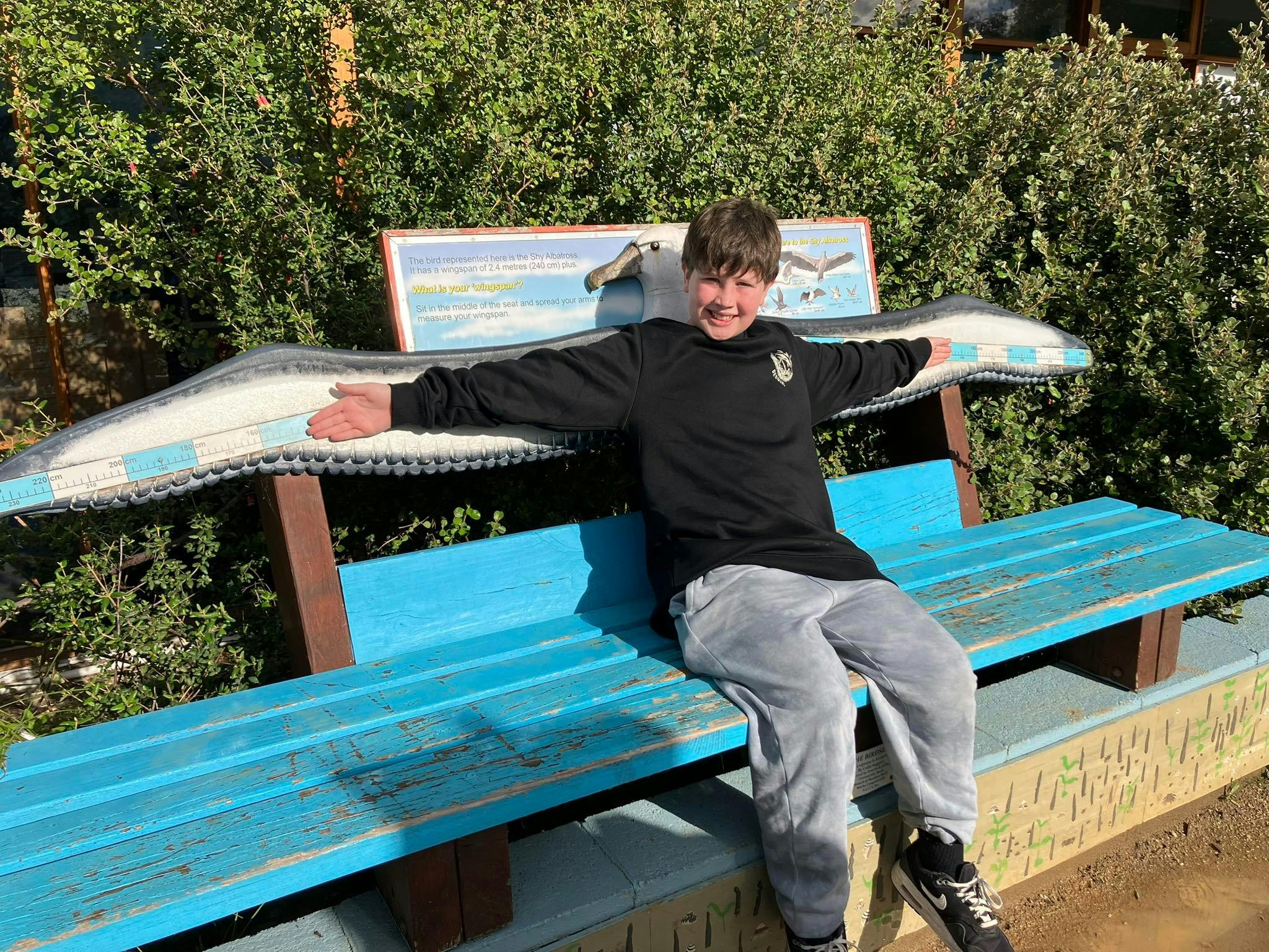 Shy Albatross Seat - measure your wingspan