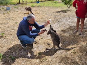 Coonawarra Experiences u2013 guest bottle-feeding a kangaroo during a private wildlife encounter