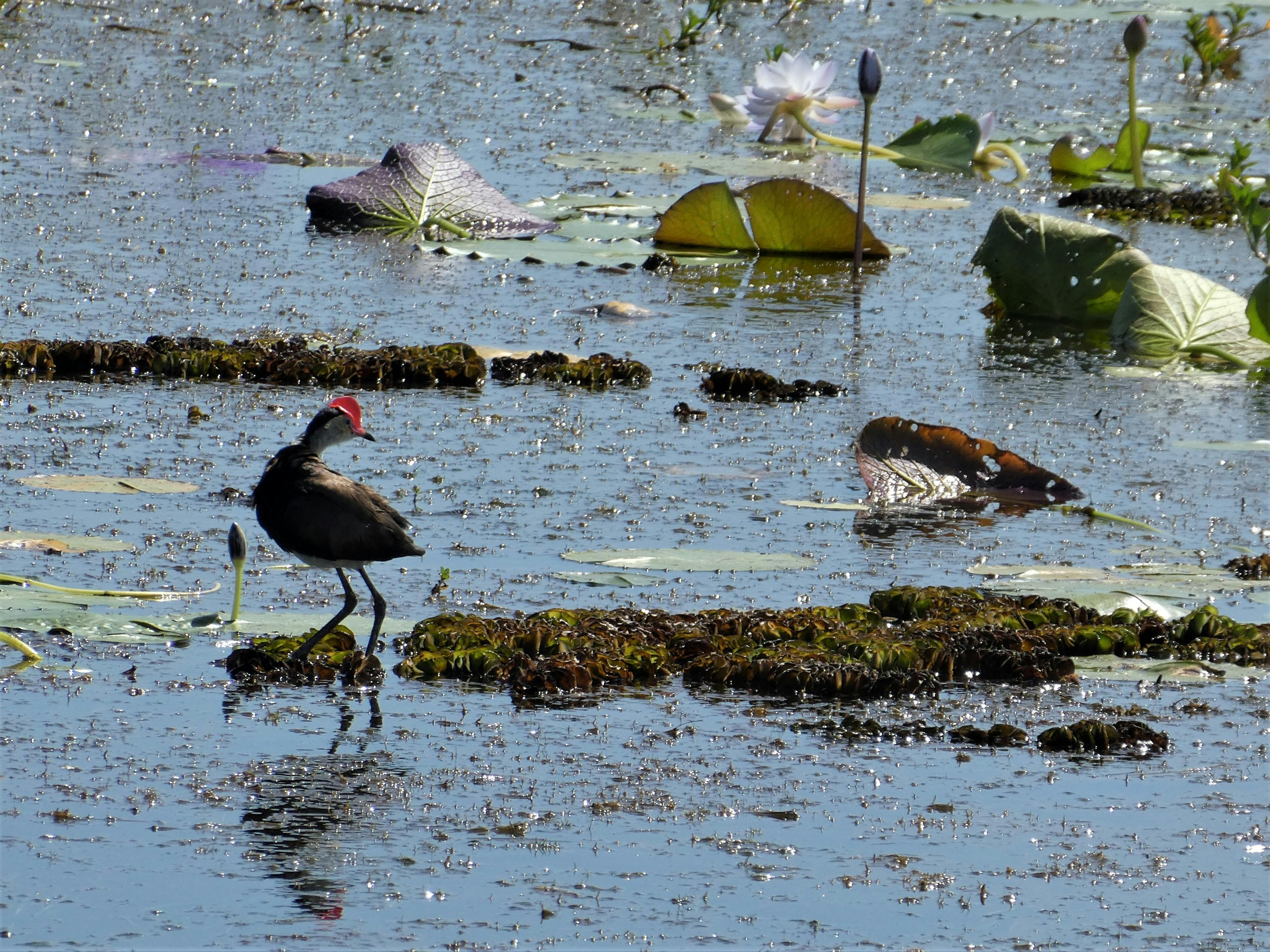 Jacana bird at Billabong